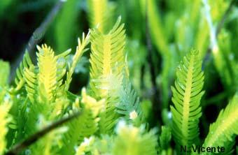 Photo Caulerpa taxifolia